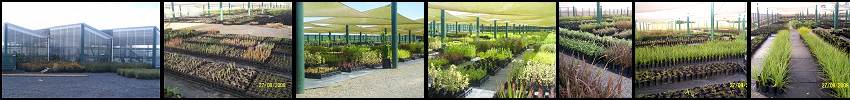 Waimarie Nurseries - Waimarie project - 7km of riparian planting