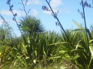 Flax